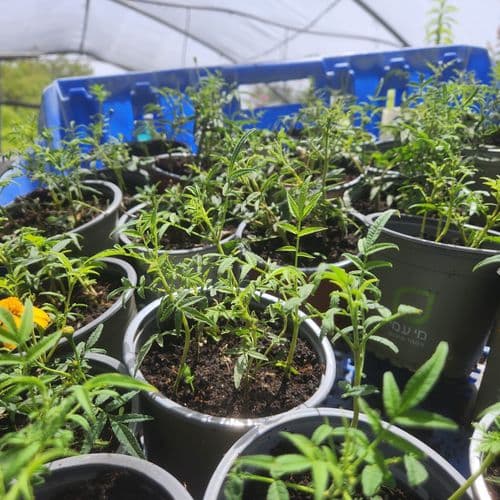 טגטס לימוני