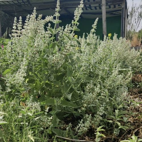 מרווה ריחנית