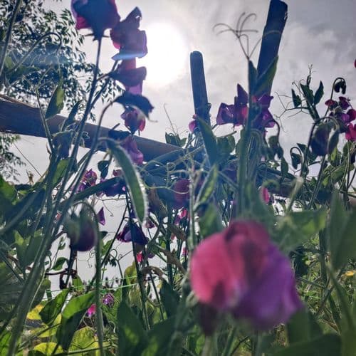 אפונה ריחנית