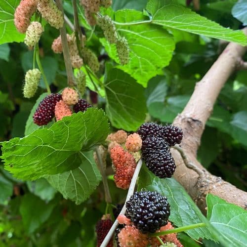 תות צבארי-אדום גודל בינוני, מתוק